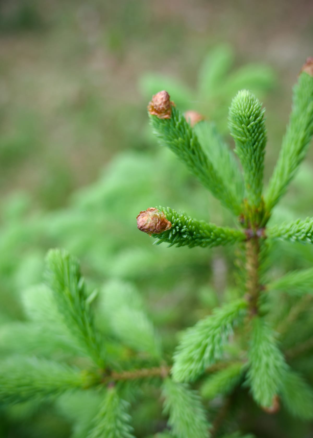 Maackia 032: When in doubt, ask a spruce