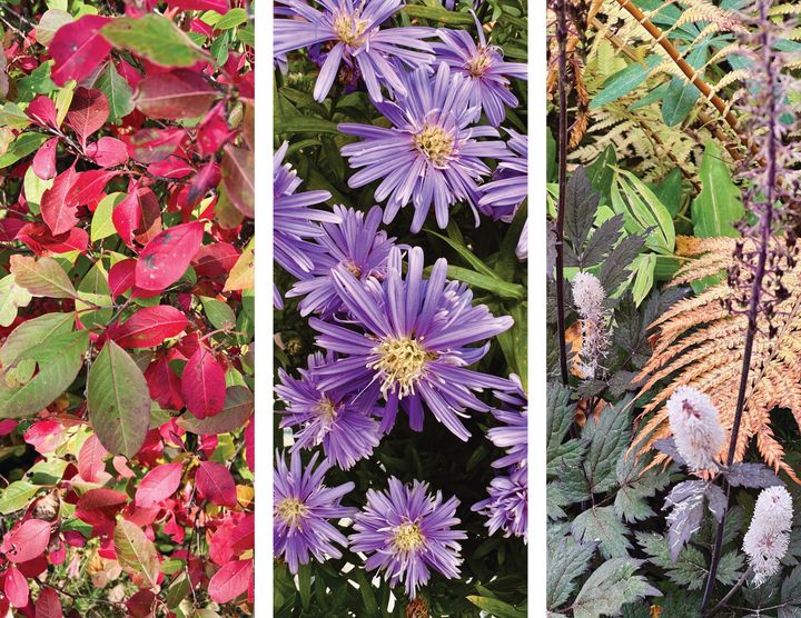 Maackia 018: The joy of falling leaves