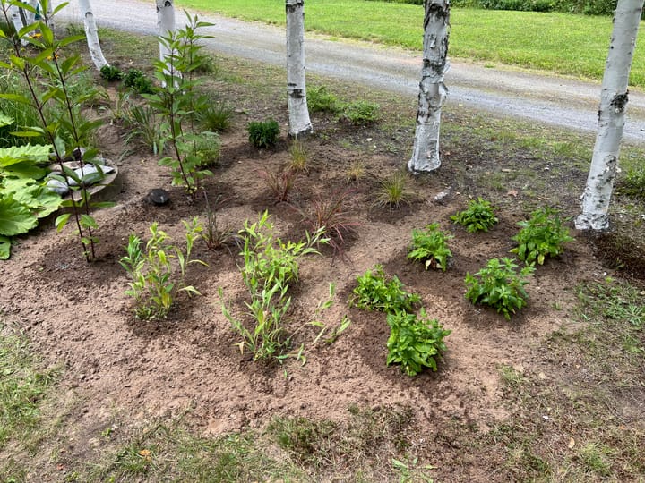 Maackia 034: Garden updates!